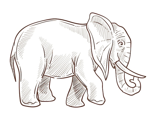 Indian or african elephant isolated sketch wild animal