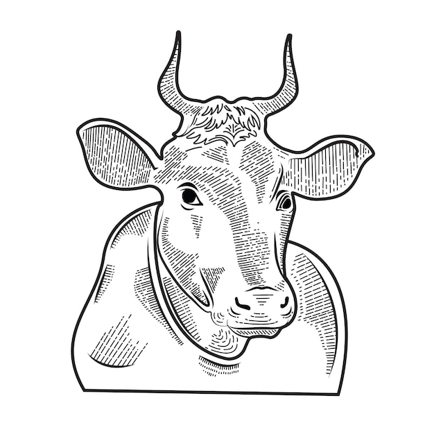 Indian Cow vector illustration