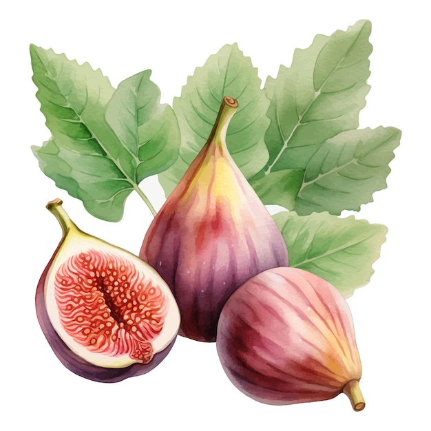 Indian fig watercolor clipart white background