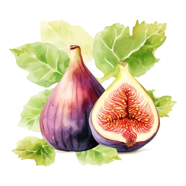 Indian fig watercolor clipart white background