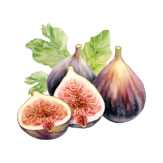 Indian fig watercolor clipart white background