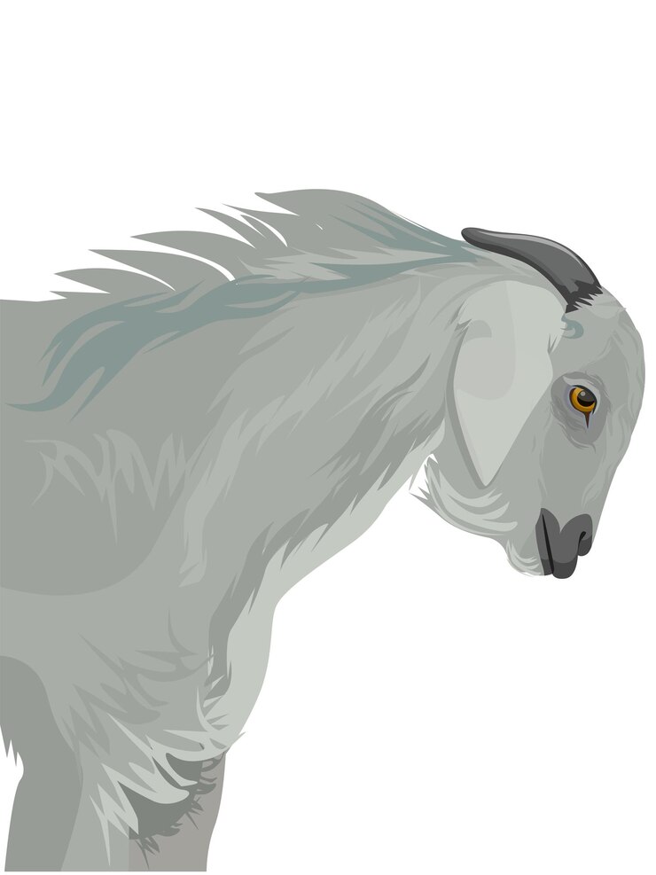 Vector indian goat white,  side view, isolated, side view, isolated
