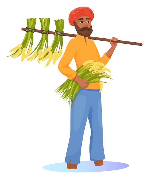 Indian man harvesting rice Traditional asian agriculture