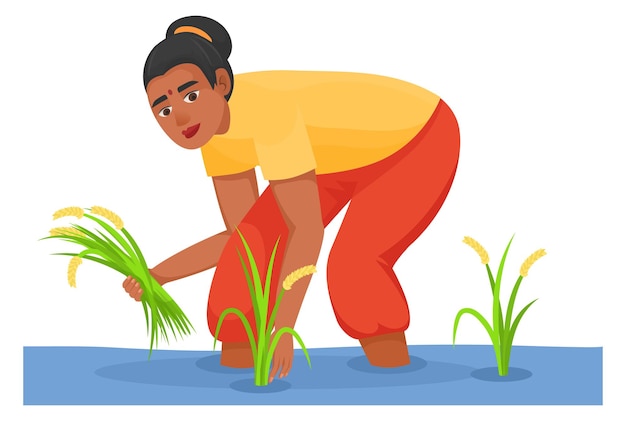 Indian woman harvesting rice in water crop farm isolated on white background