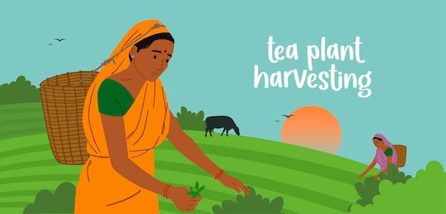 Vector indian woman worker picking tea leaves on the plantation hand drawn vector illustration