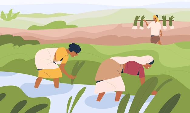 인도 여성 농부들이 논에서 일하고 물 속에 서 있습니다. 농지에서 농업 노동자입니다. 사람들은 인도에서 농장에서 일합니다. 유기농업과 농지. 컬러 평면 벡터 일러스트 레이 션.