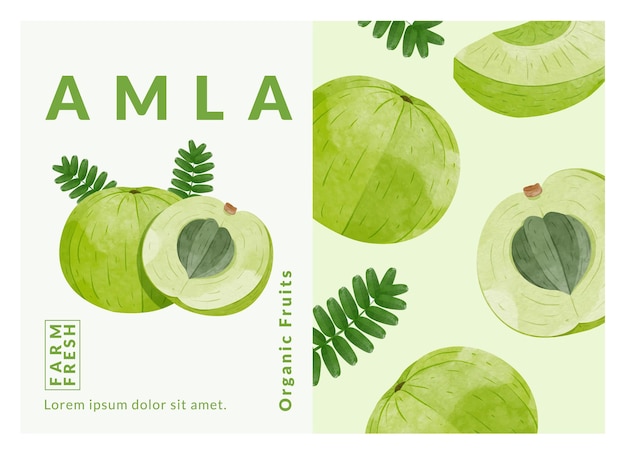 Indiase kruisbes fruit of Amla verpakking ontwerpsjablonen aquarel stijl vectorillustratie