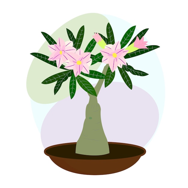 Indoor flower houseplant blooming adenium bonsai vector image