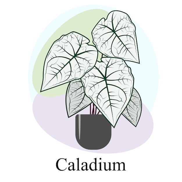 실내 장식 낙엽 식물 Caladium 동향 벡터 이미지