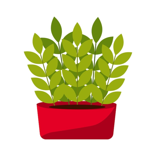 Indoor plant in an oblong pot A garden plant in a pot for transplanting into the ground