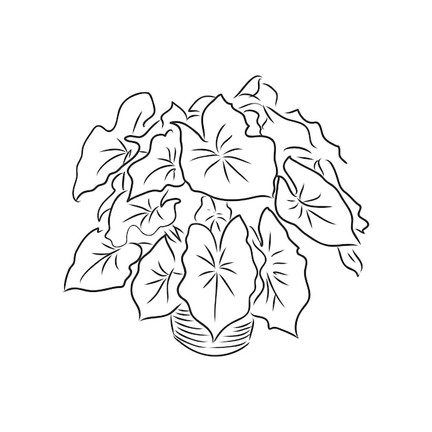 흰색 배경에 실내 식물 벡터 스케치