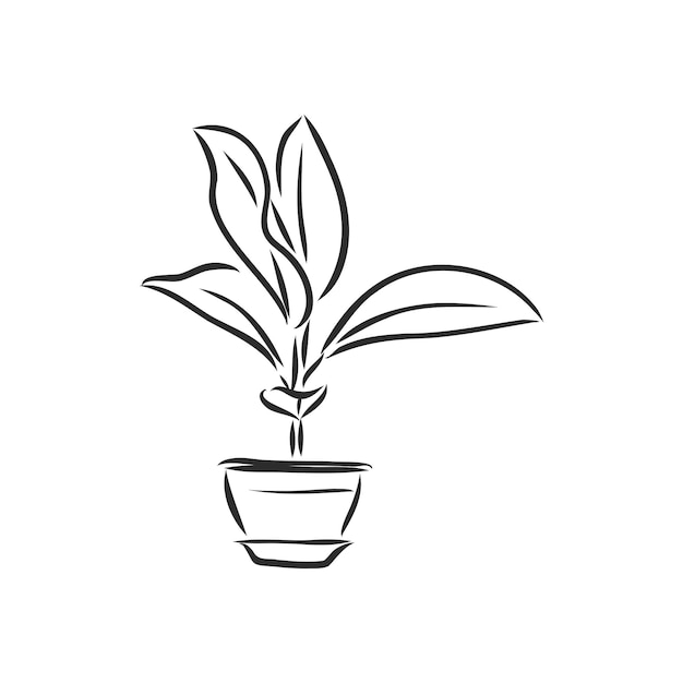 Indoor plant vector sketch on a white background