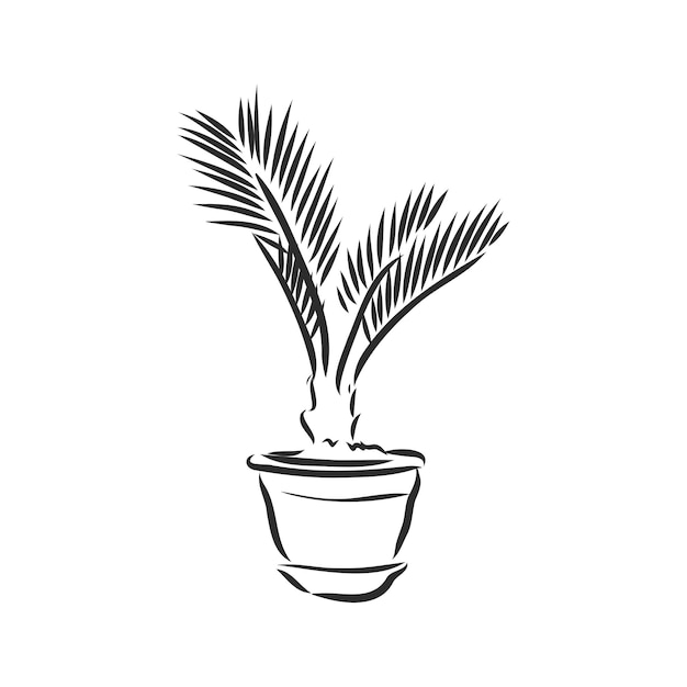 Indoor plant vector sketch on a white background