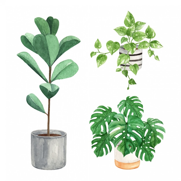 Vector indoor plant watercolor illustration in a pot