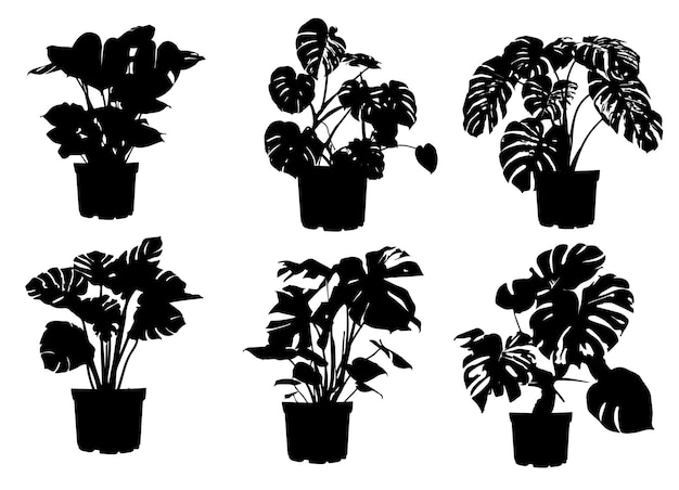 Indoor plants silhouette illustration