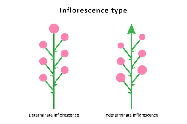 Vector inflorescence types determinate and indeterminate inflorescences