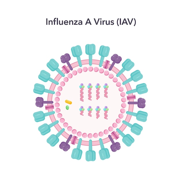 Influenza A virus IAV wetenschap vector illustratie grafisch