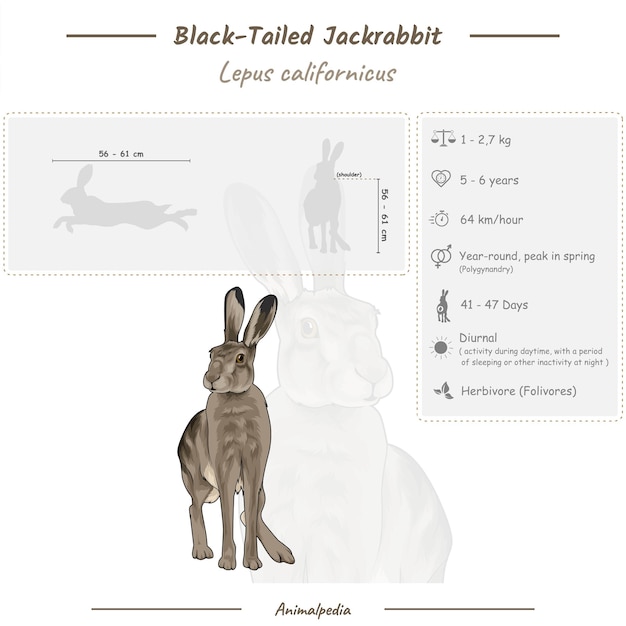 Black Tailed Jackrabbit의 인포그래픽