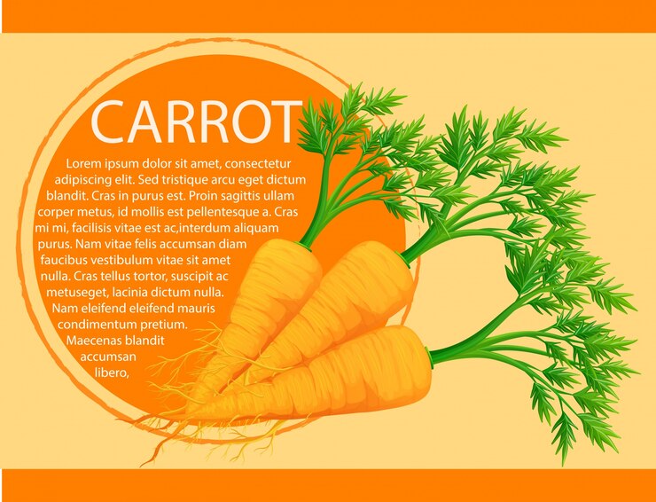 Vector infographic design with fresh carrots