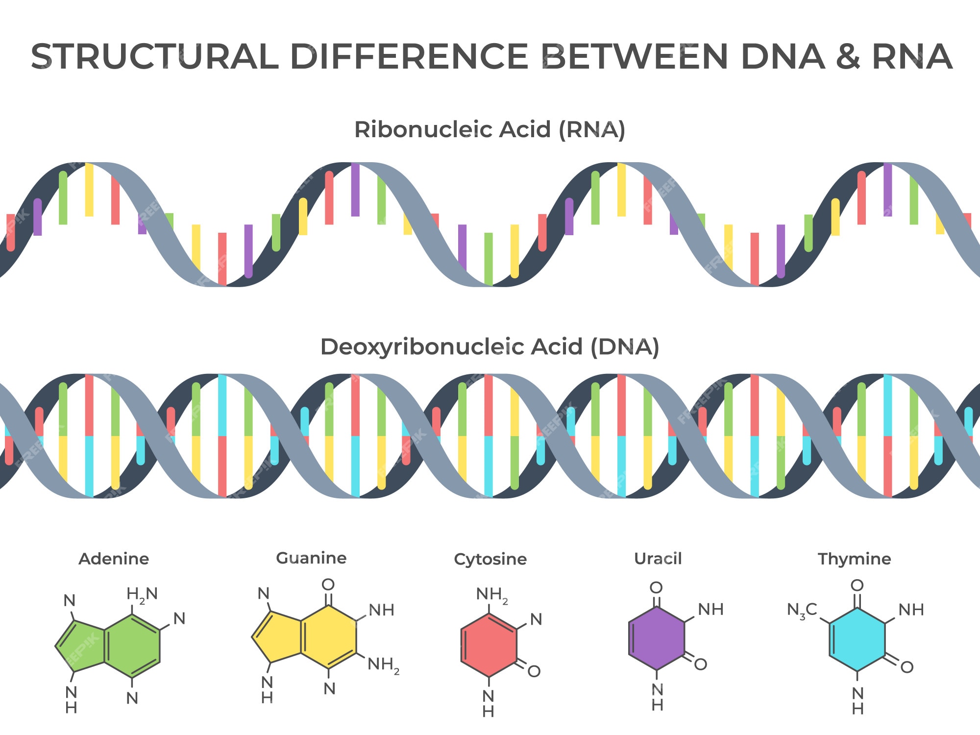 Premium Vector | Infographic DNA and RNA spiral. Ribonucleic vs ...