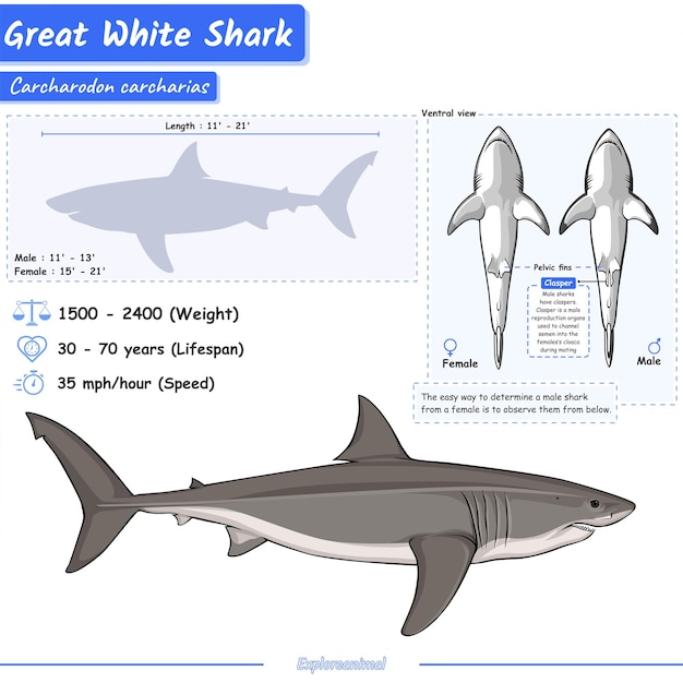 Infographic of a great white shark