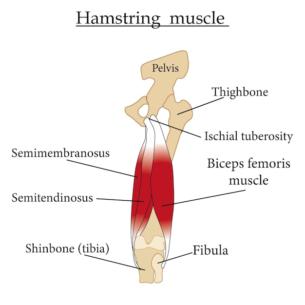 Vector infographic hamstringspier educatieve inhoud voor studenten biologie en geneeskunde