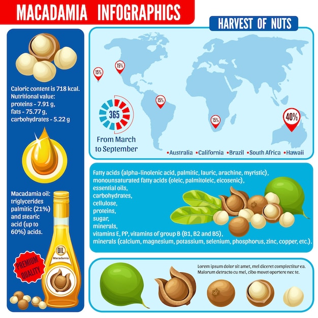 Infographic macadamia macadamia olie oogst en voedsel Calorie-inhoud voor dieet