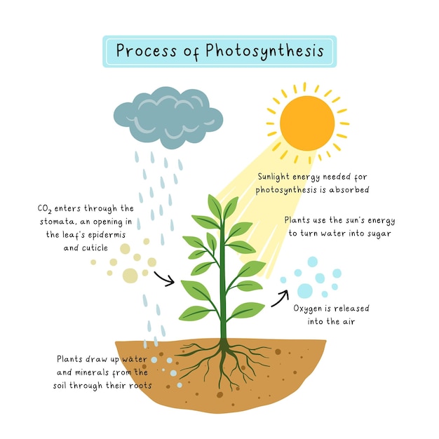 Vettore infografica del processo di fotosintesi poster educativo