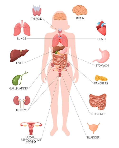 Poster infografico con gli organi interni del corpo femminile respiratorio digestivo riproduttivo