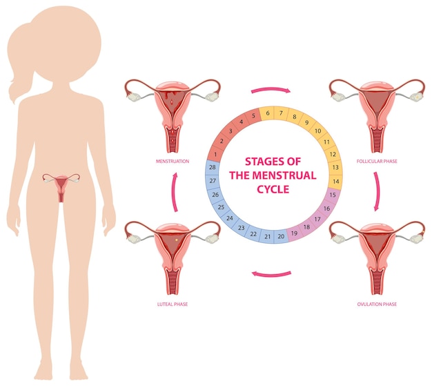 Infografica delle fasi del ciclo mestruale