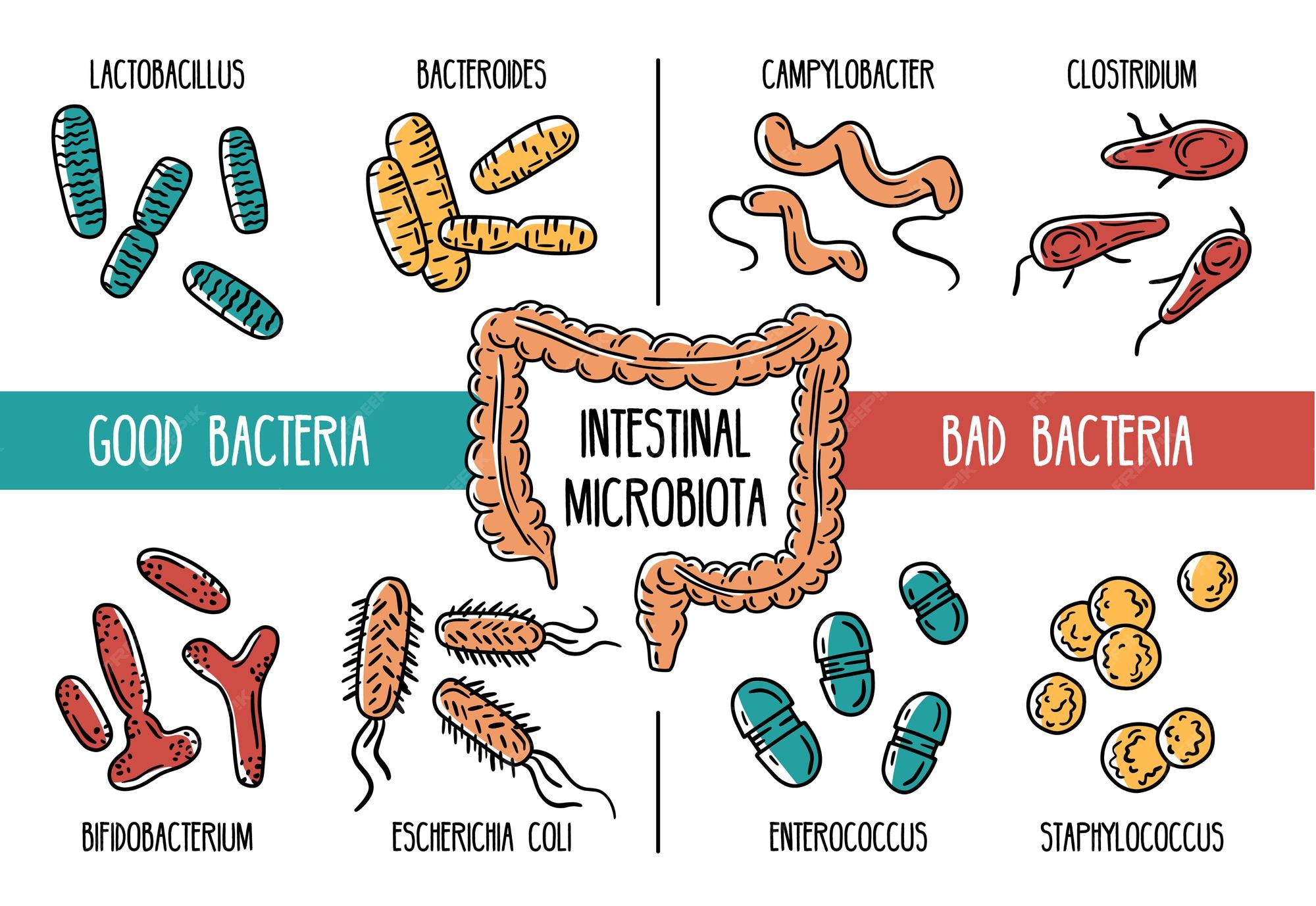 Premium vector | infographics of the human gut microbiota or good and