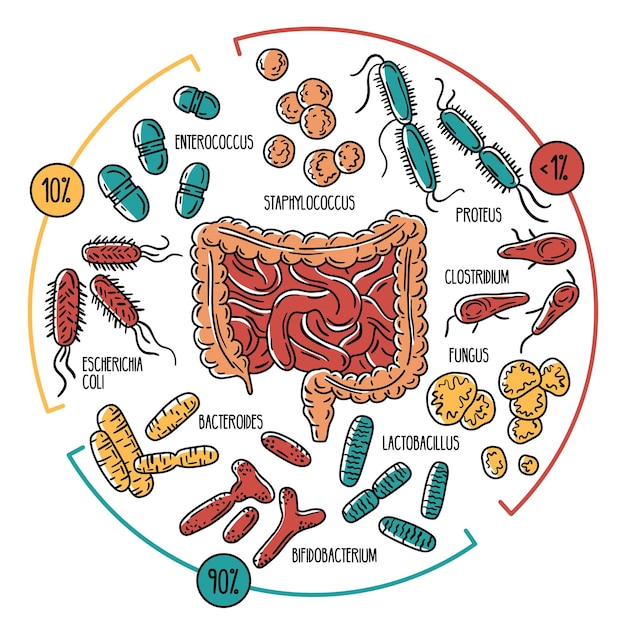 인간의 장내 식물의 인포 그래픽 소화관의 장내 미생물