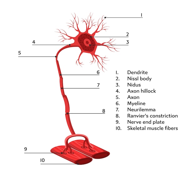 Vector infographics scheme of structure of neural connections from human anatomy