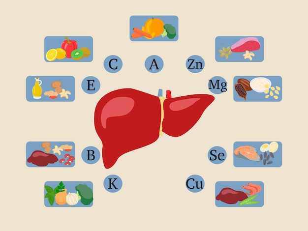 Vector infographics of vitamins and minerals for a healthy liver micro and macronutrients and vitamins