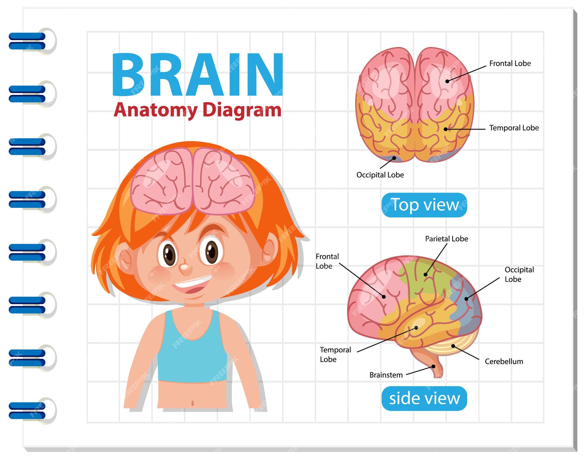 Premium Vector | Information of human brain diagram