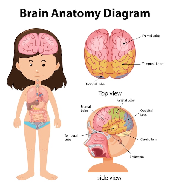 Poster informativo del diagramma del cervello umano