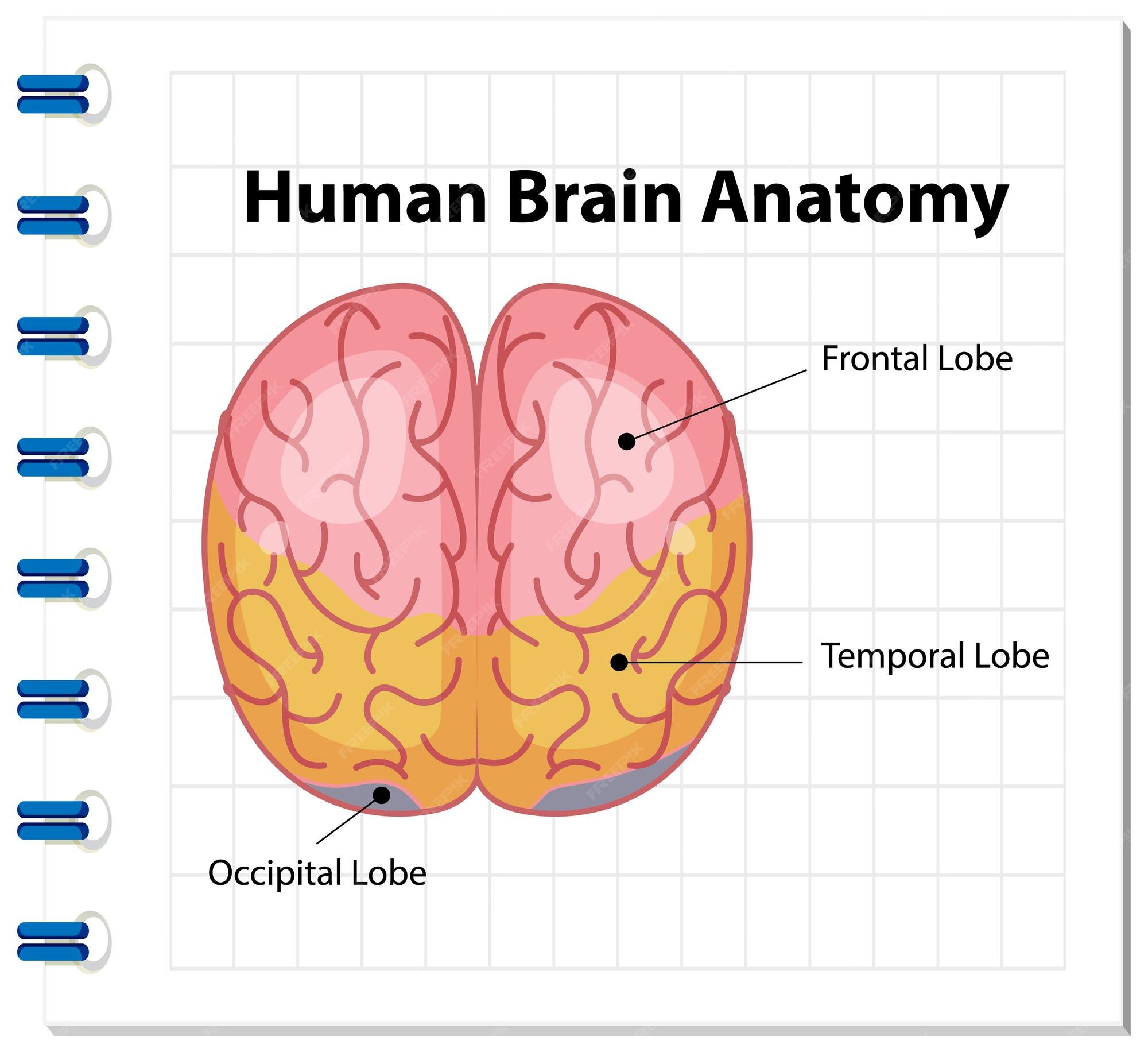 Premium Vector | Information poster of human brain diagram