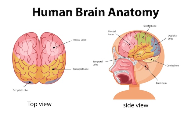 Vector information poster of human brain diagram