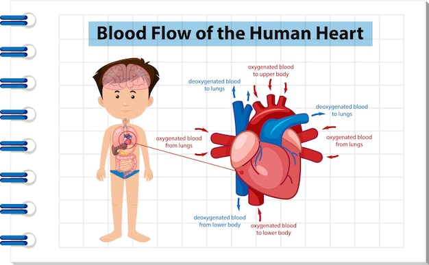 Vector information poster of human heart diagram