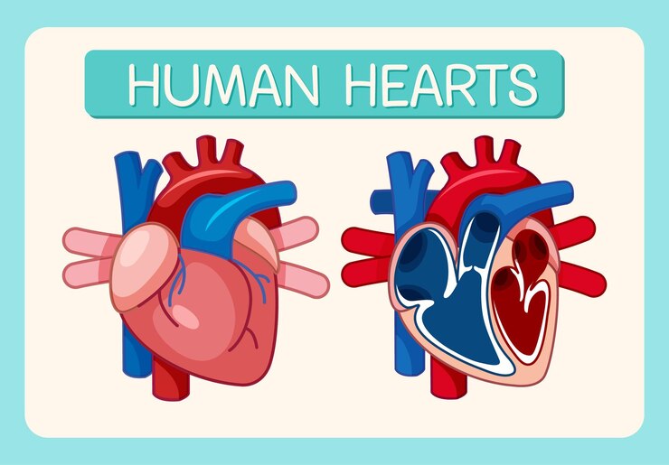 Vector information poster of human heart diagram