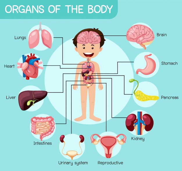 Vector informative organs of the body