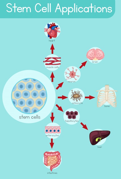 Vettore poster informativo sulle applicazioni delle cellule staminali