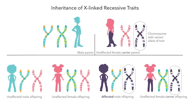 Inheritance of X linked genetic traits scientific infographic vector illustration