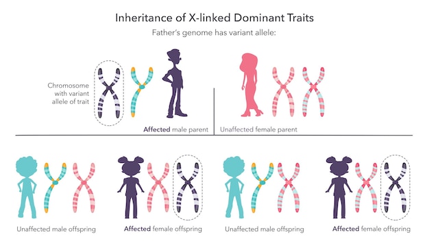 Inheritance of X linked genetic traits scientific infographic vector illustration