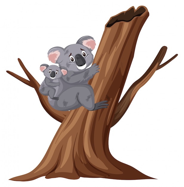 Раненая коала лазит по дереву