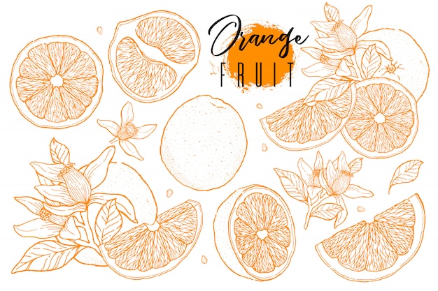 オレンジ色の果物のインク描画セット