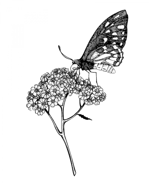 向量墨水手绘蝴蝶蓍草植物