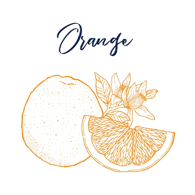 Ink hand drawn of orange fruit Food element collection Vintage sketchVector illustration