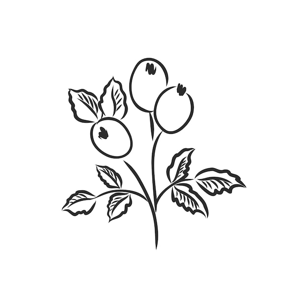 Ink pencil the leaves and flowers flower decor vector sketch on white background