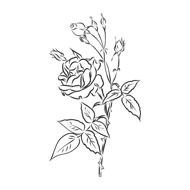 Ink pencil the leaves and flowers  flower decor vector sketch on white background